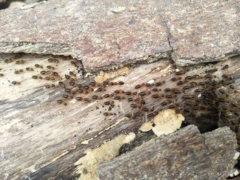 Close-up of insect on wood