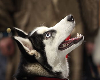 Close-up of a dog