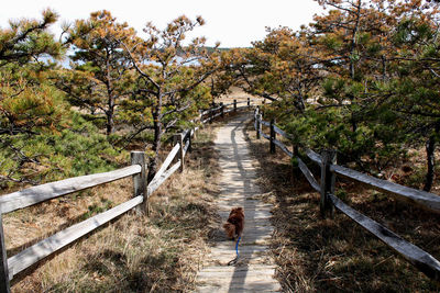 Footpath amidst trees in forest