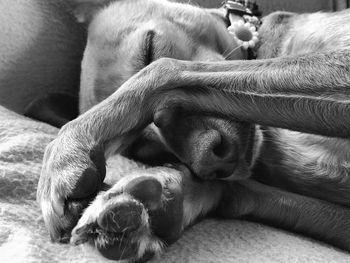 Close-up of dog sleeping