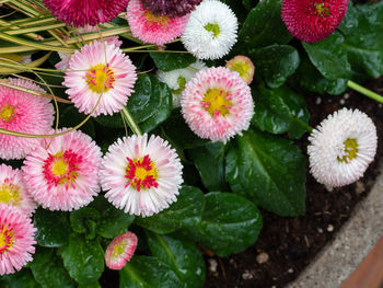 High angle view of pink flowering plants