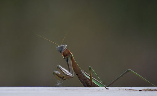 Close-up of insect