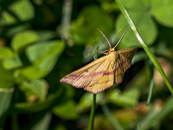 Butterfly on leaf