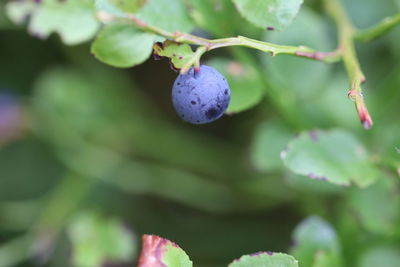 Close-up of berries growing on tree