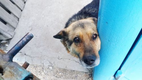 Close-up portrait of a dog