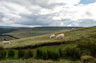 Sheep grazing in a field