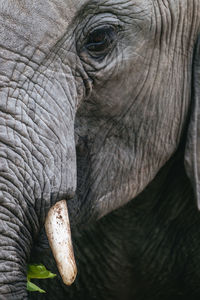 Close up view of an african elephant