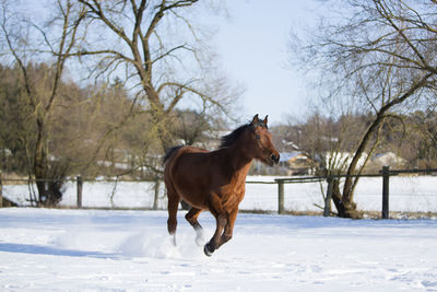 Beautiful brown mare running in wintry landscape