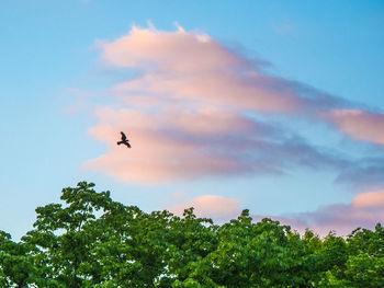 Low angle view of bird flying in sky