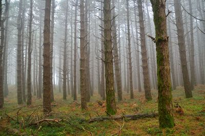 Pine trees in forest