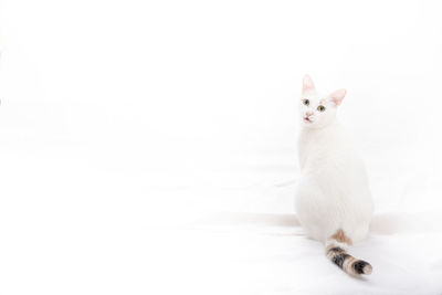 Cat sitting on white background