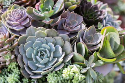 Close-up of succulent plant