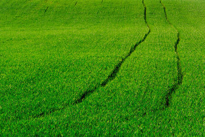 Full frame shot of rice field