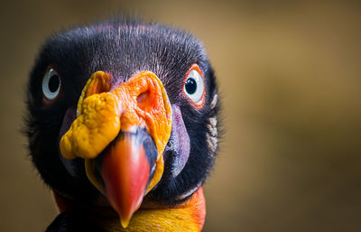 Close-up of a bird looking at camera