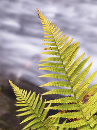 Close-up of fern leaves on tree against sky