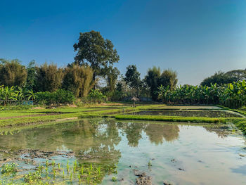 Scenic view of lake against clear sky