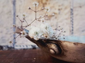 Close-up of white flowering plant in vase against wall