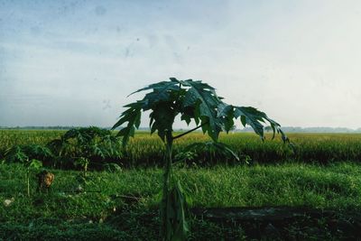 Scenic view of agricultural field against sky