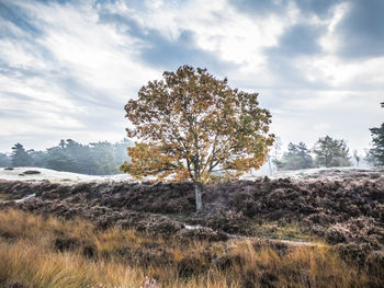 Tree on field against sky