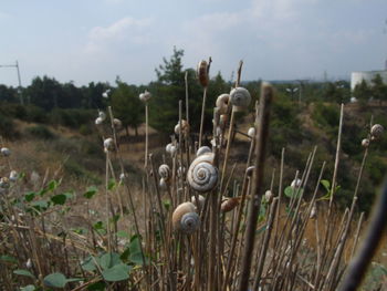 Close-up of plants on field against sky