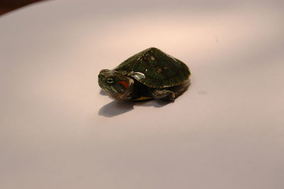 Close-up of frog in water