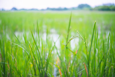 Crops growing on field