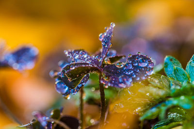 Close-up of wet flower