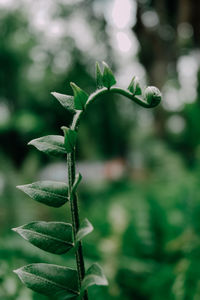 Close-up of fresh green plant leaves