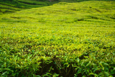 Amazing landscape view of tea plantation in ciwidey, west java. indonesia