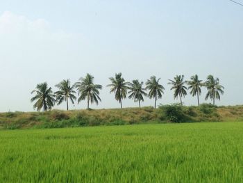 Scenic view of grassy field against sky