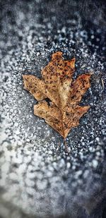 High angle view of maple leaf on wet street