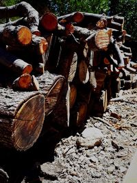 Pile of logs