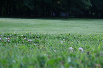 Close-up of flowering plants on land