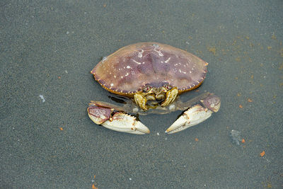 High angle view of crab on beach