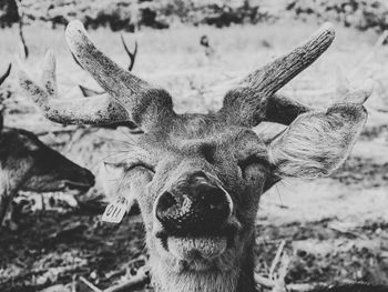 Close-up portrait of deer