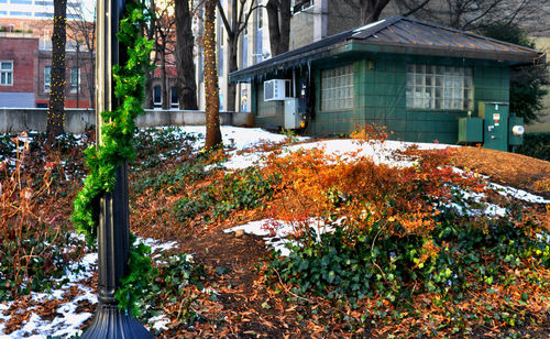 Flowers growing in front of house