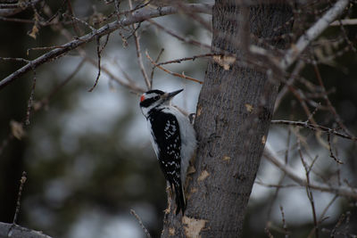 Downy woodpecker making way up a tree