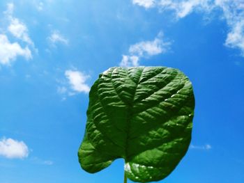 Low angle view of green leaves against sky