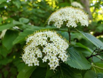 Close-up of white flowering plant