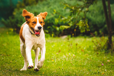 Portrait of brittany dog running in field