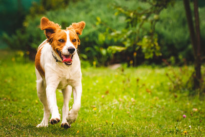 Portrait of dog running in field