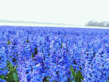 Close-up of purple flowers blooming in field