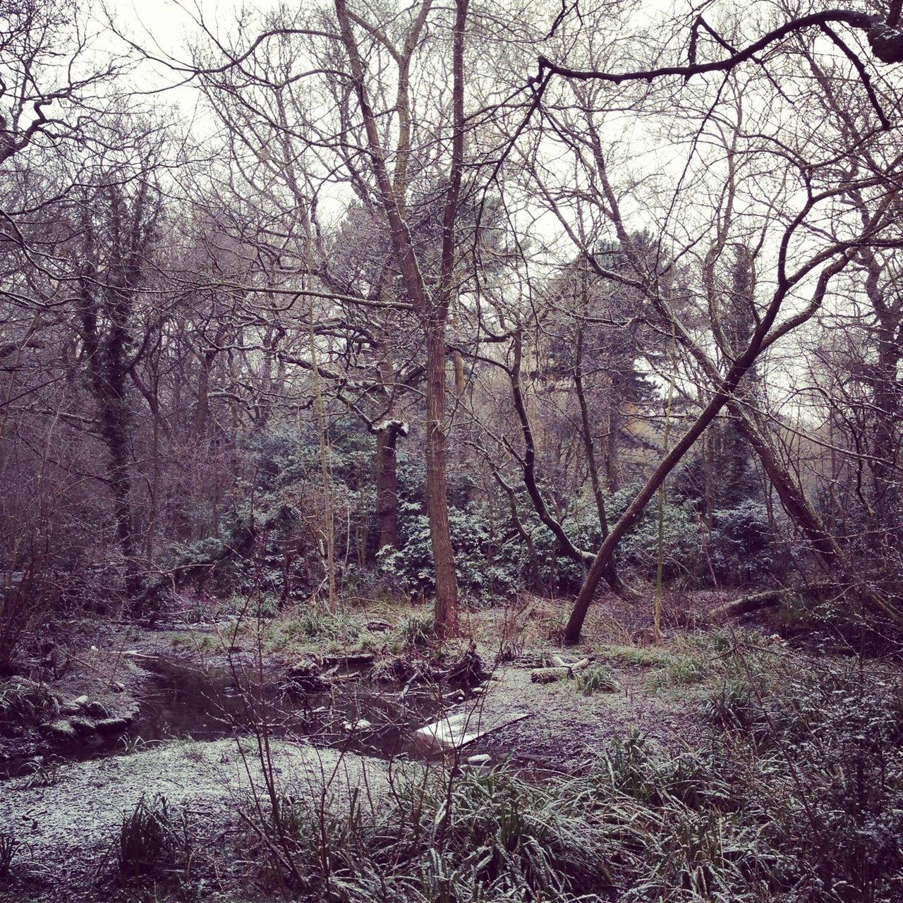 tree, bare tree, tranquility, branch, tranquil scene, tree trunk, nature, forest, scenics, landscape, beauty in nature, growth, non-urban scene, woodland, sky, day, outdoors, no people, field, non urban scene