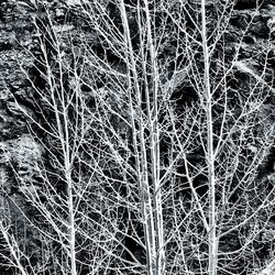 Full frame shot of bare trees in forest