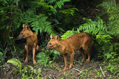 Dholes standing by plants in forest