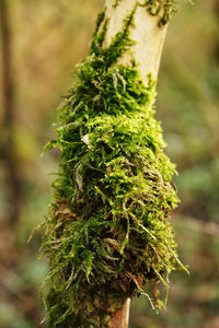 Close-up of moss growing on tree trunk