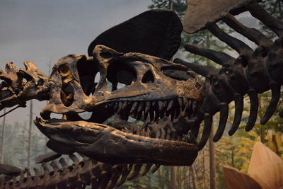 Close-up of animal skull in museum