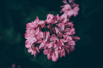 Close-up of pink flowers against sky