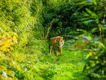 Cat in a field