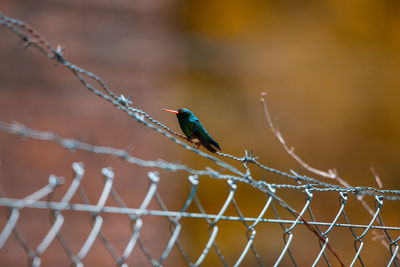 View of bird perching on fence